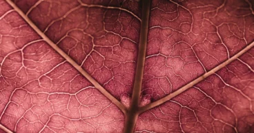 Endovascular Surgery